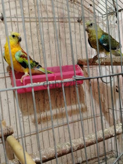 ريدرام اوبلاين
