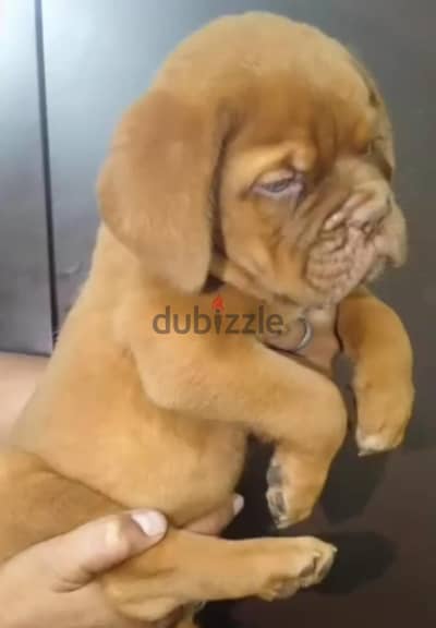 فرنش ماستيف