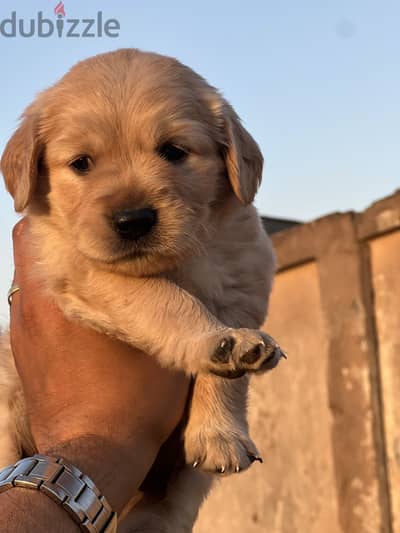 Golden retriever puppy