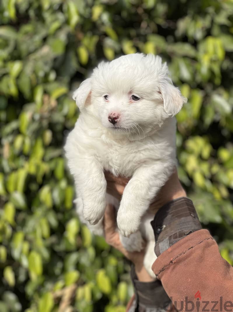 Havanese puppy 1