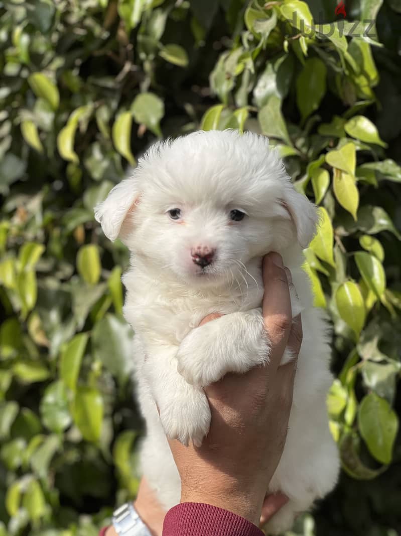 Havanese puppy 2