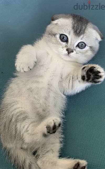 Scottish double fold