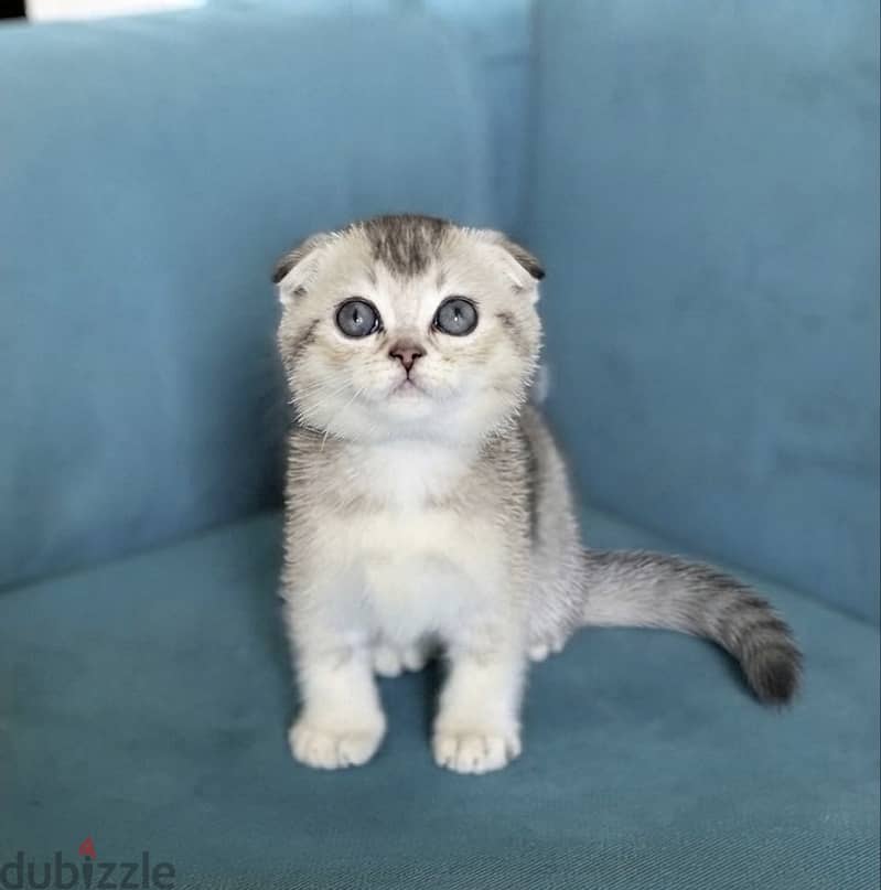 Scottish double fold 1