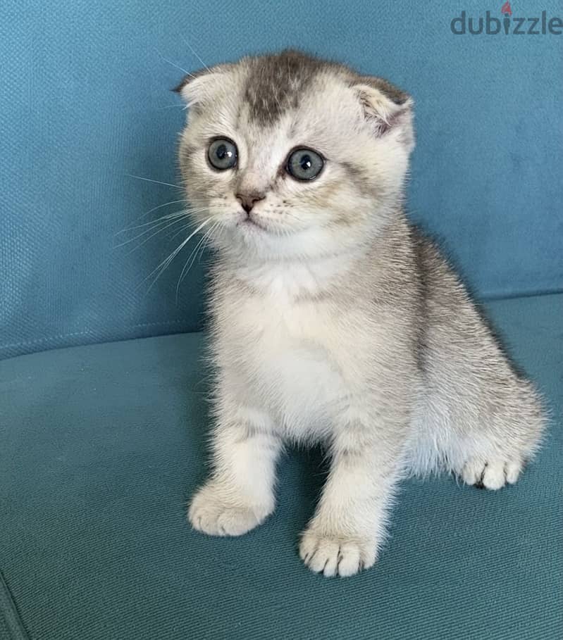 Scottish double fold 2