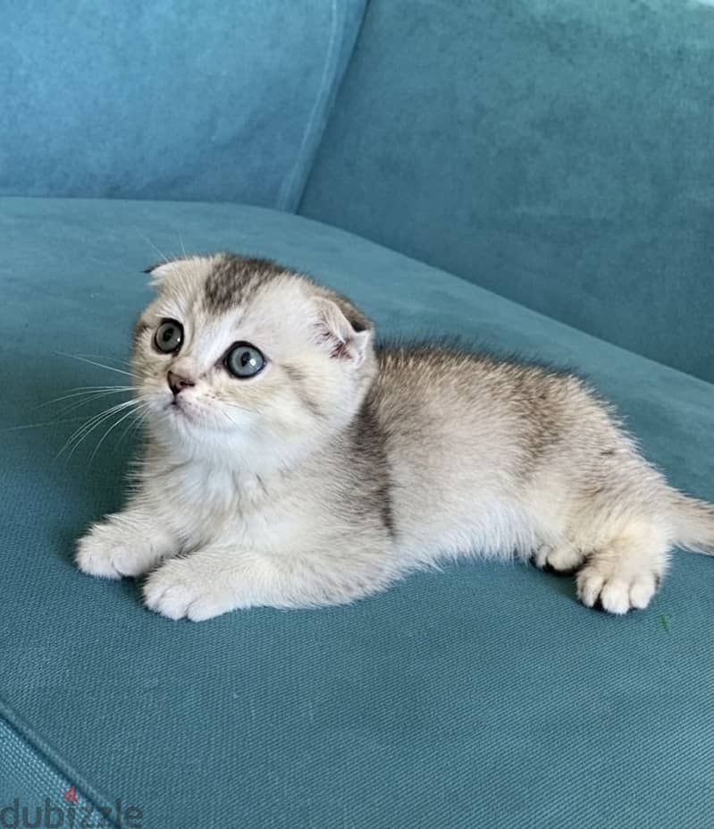 Scottish double fold 3