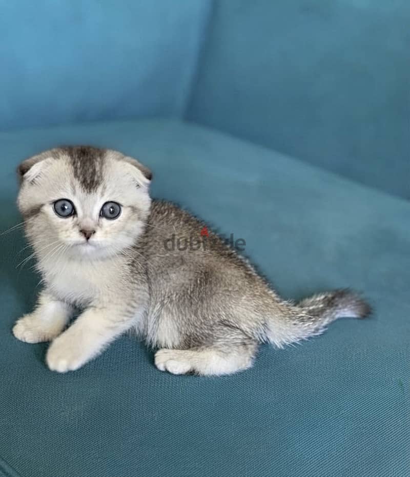 Scottish double fold 4