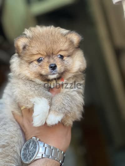 Pomeranian puppy