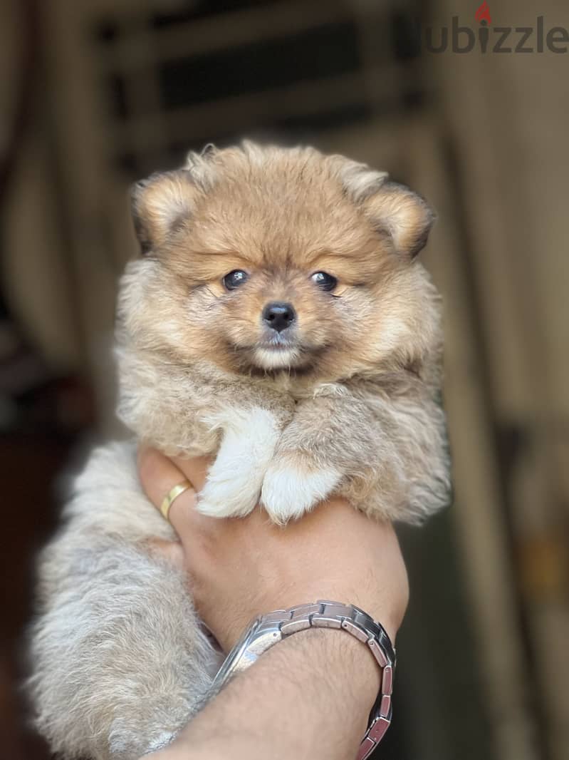 Pomeranian puppy 1