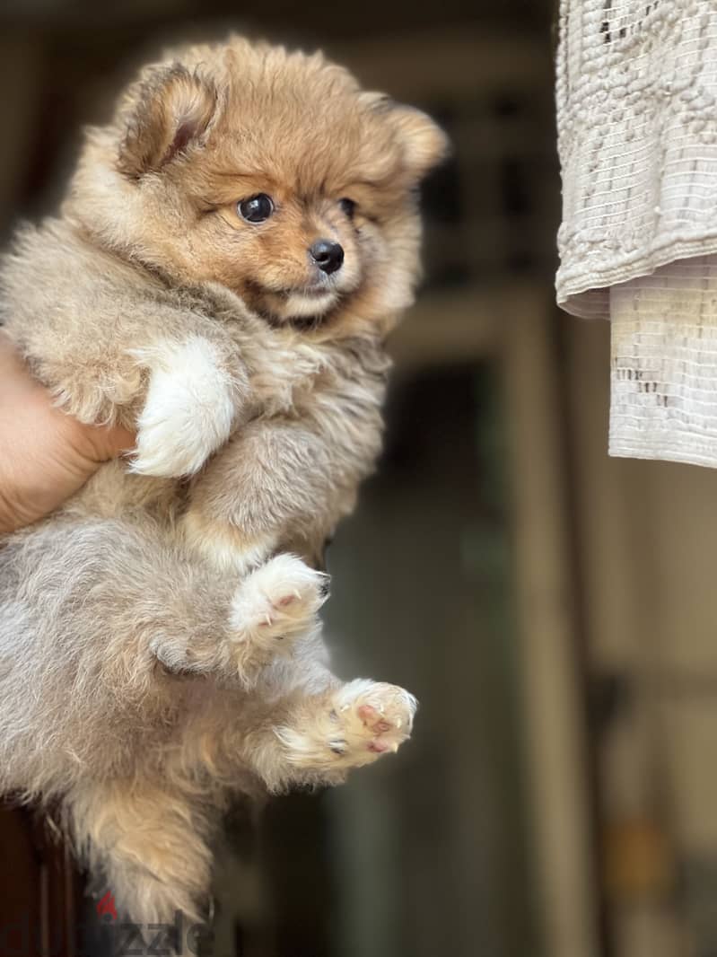 Pomeranian puppy 2