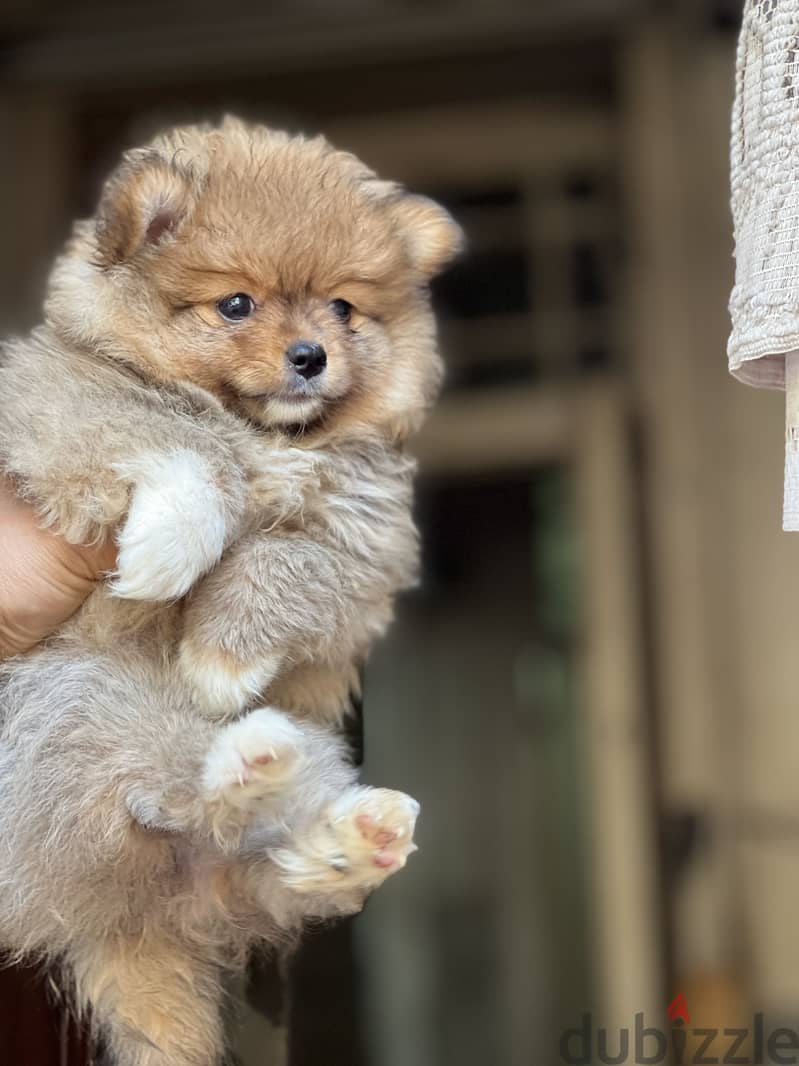 Pomeranian puppy 3