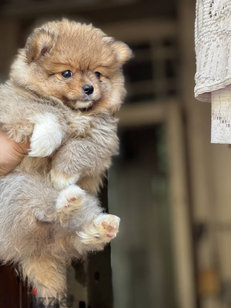 Pomeranian puppy 4