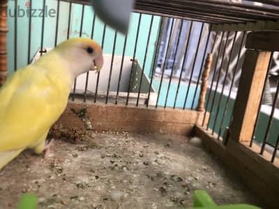 دكر ورز