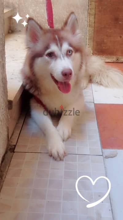 هاسكي
