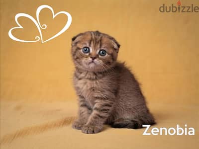 Scottish Fold Gold