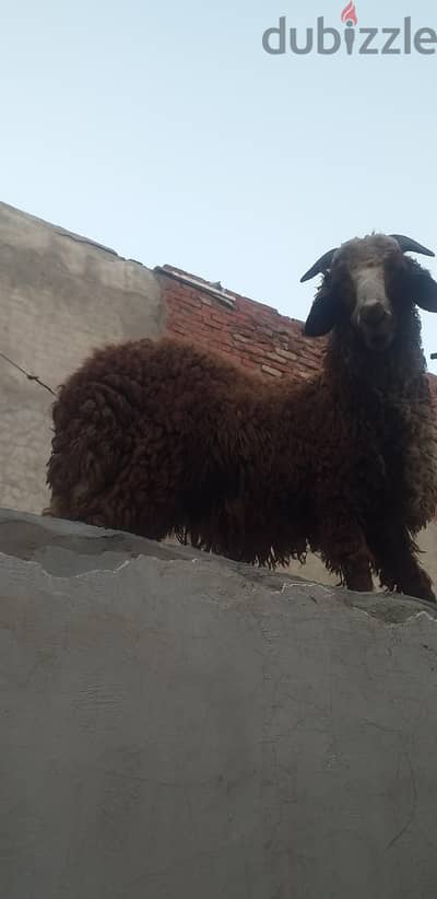 خروفين للبيع وسيبي