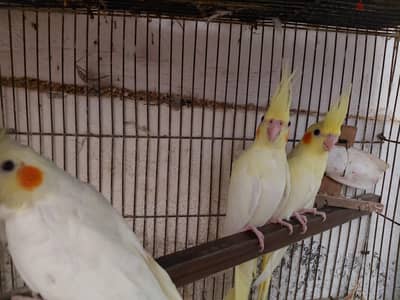 شباب لاتينو