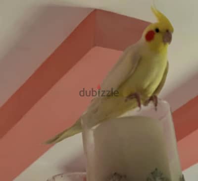 طائر كوكتيل لاتيني