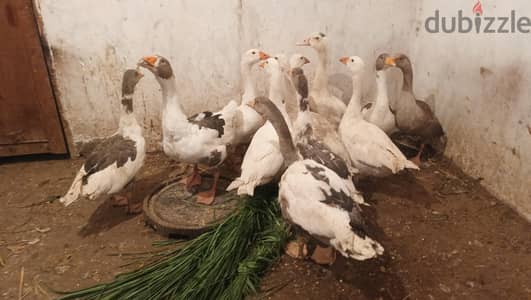 وز وبط وحمام