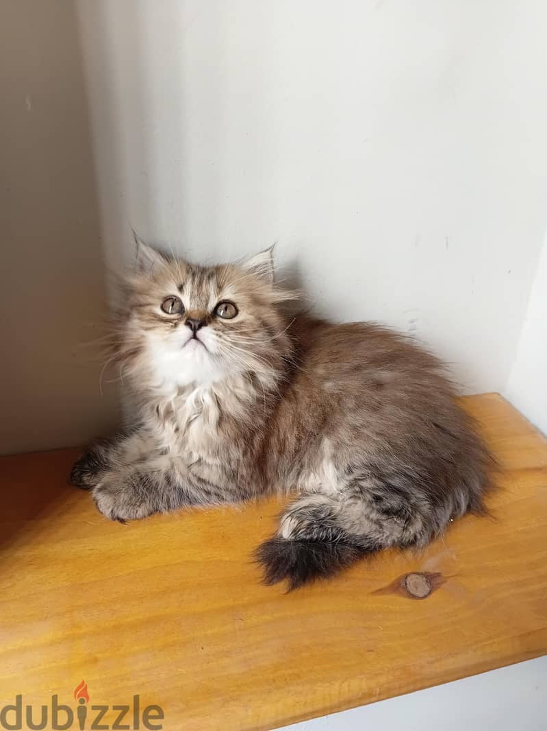 female kitten gold tabby 1