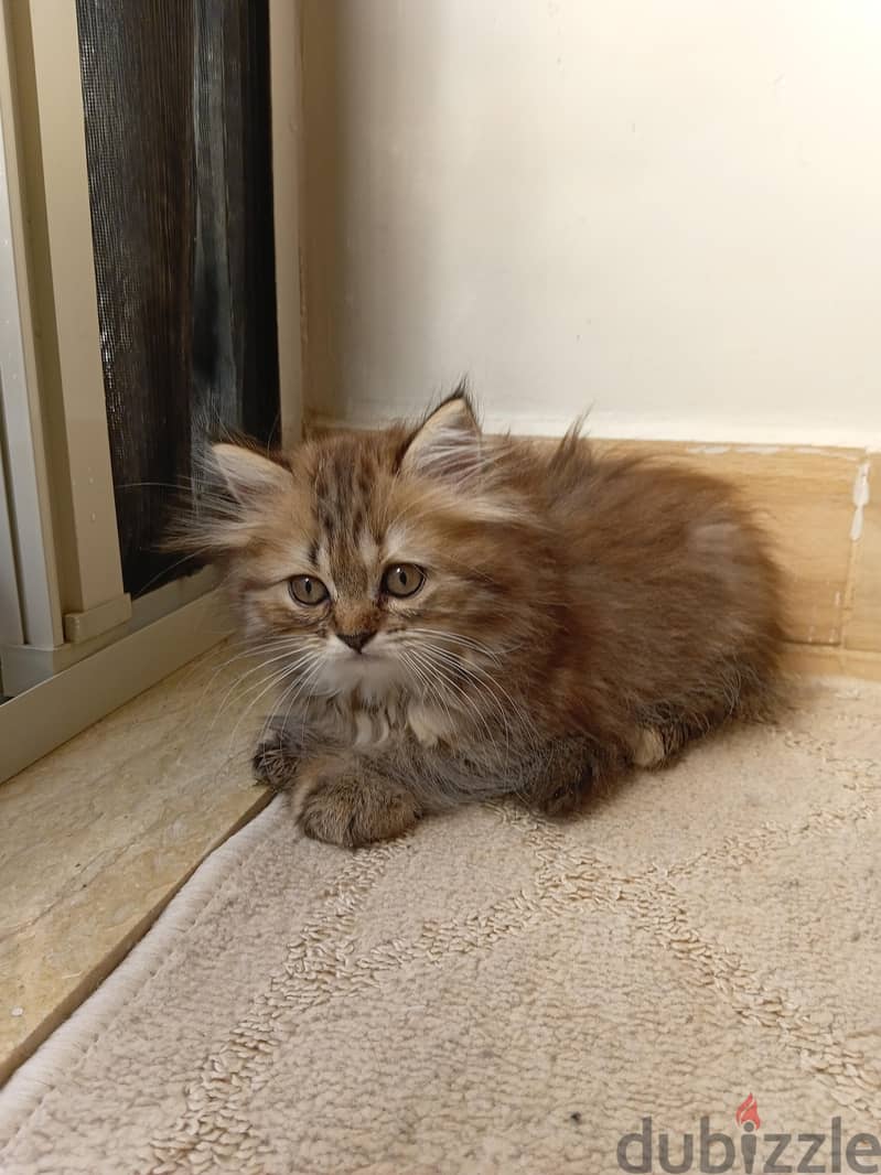 female kitten gold tabby 2