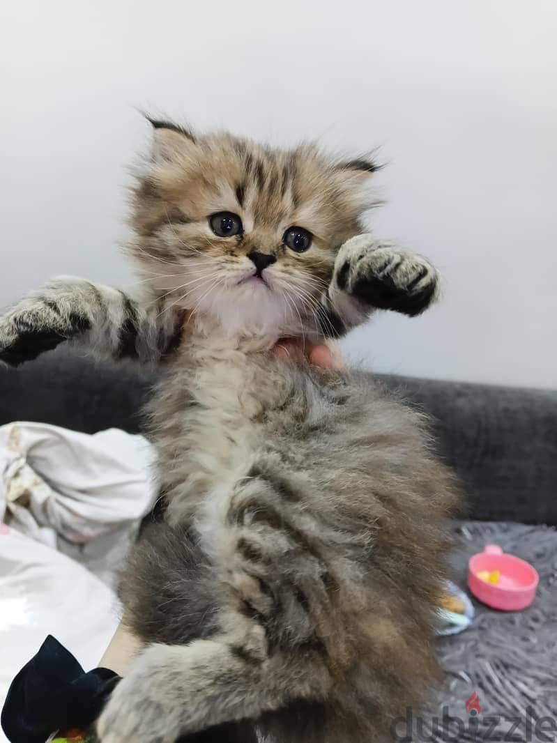 female kitten gold tabby 3