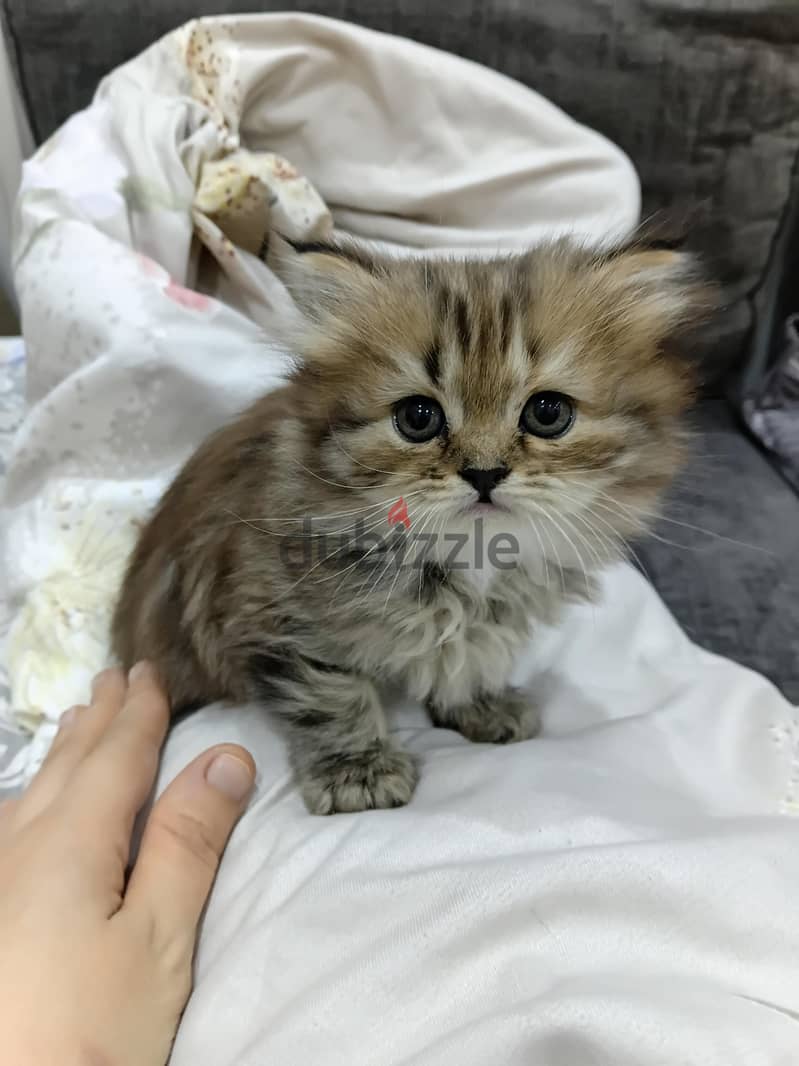 female kitten gold tabby 4