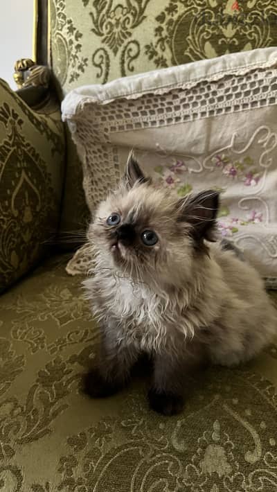 Adorable Himalayan Kitten for Sale