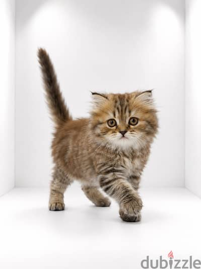 scottish female kitten black gold