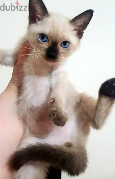 Siamese kitten سيامي سيامى
