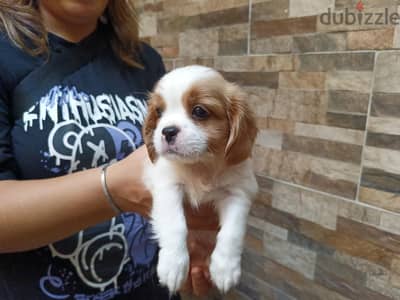 cavalier king Charles