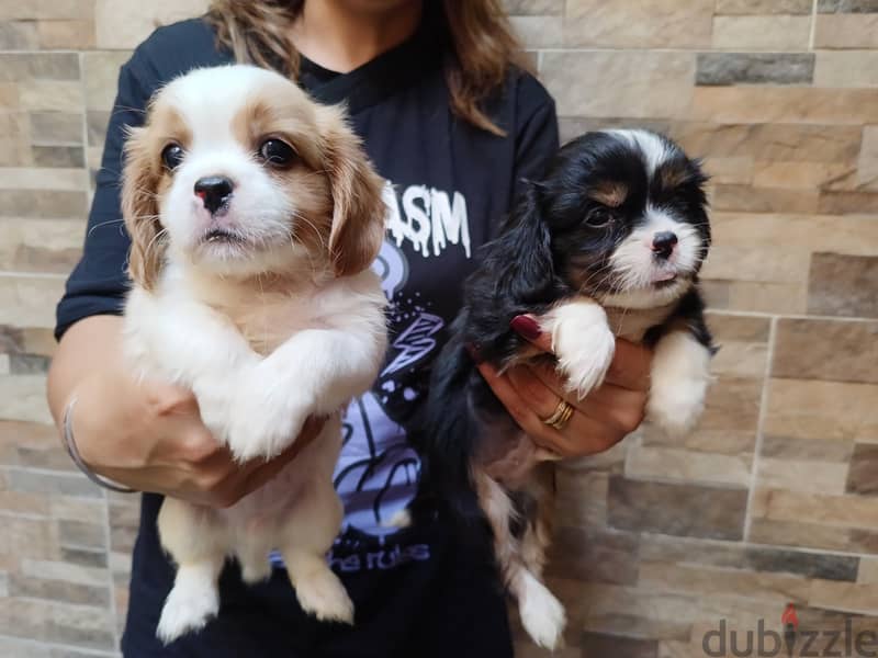 cavalier king Charles 1