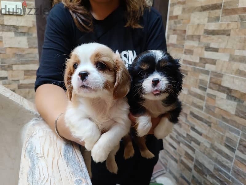 cavalier king Charles 2