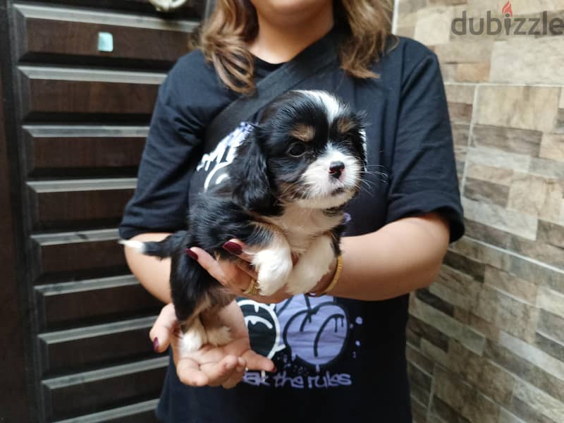 cavalier king Charles 3