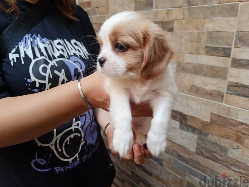 cavalier king Charles 4