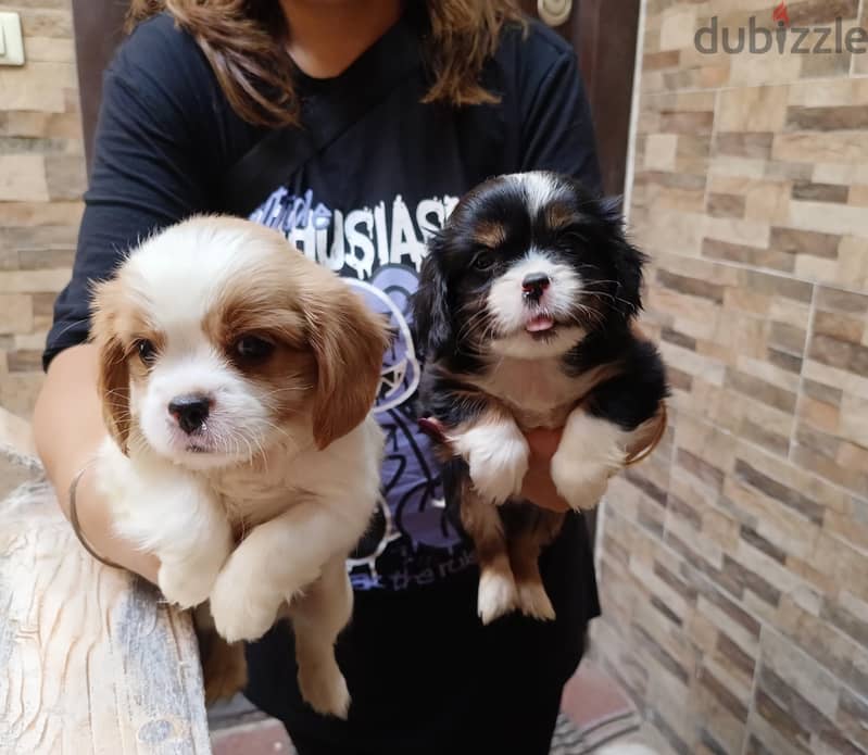 cavalier king Charles 5