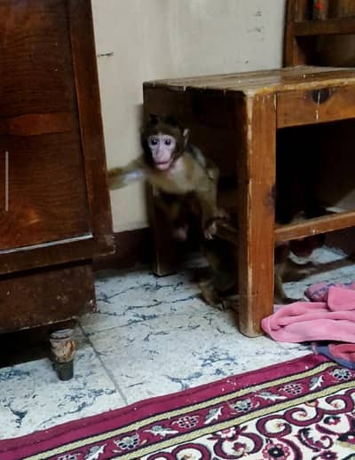 اجمل واصغر بنوته بيبى مكاك شهرين