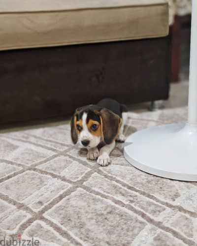 Beagle