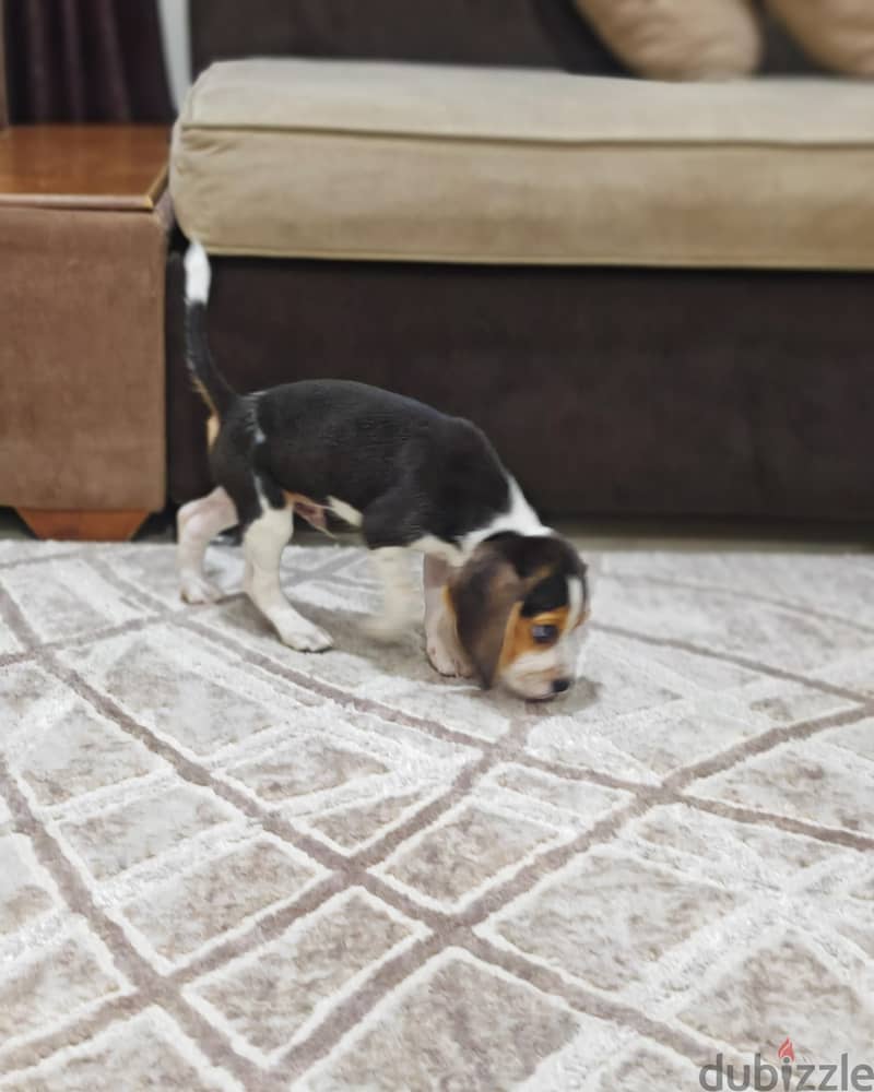 Beagle 3