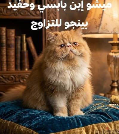 بيرشن زرار توب للتزاوج اصول مسجله ابن بابسي وحفيد بينجو