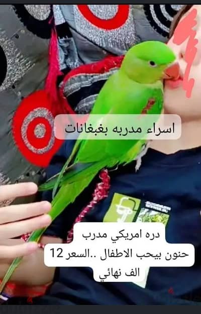 دره امريكي مدرب حجم سوبر جامبو تبارك الله