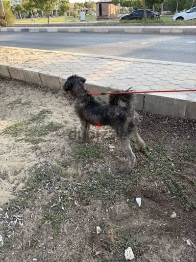 ارمنت الراعي المصري