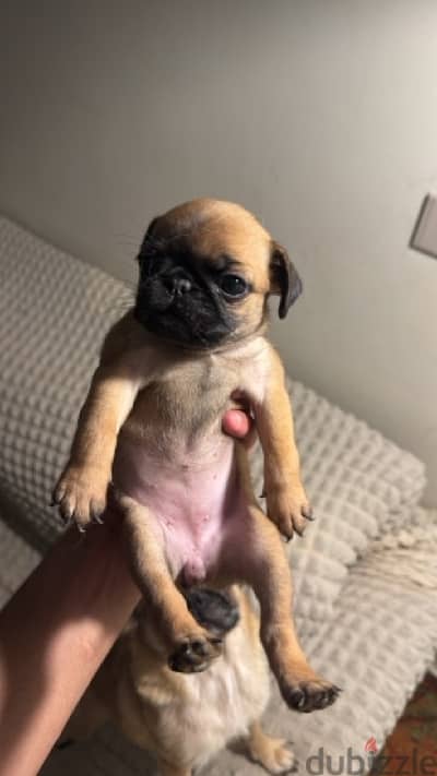 انثى pug