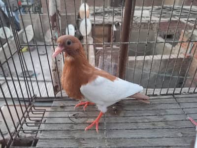 زغاليل
