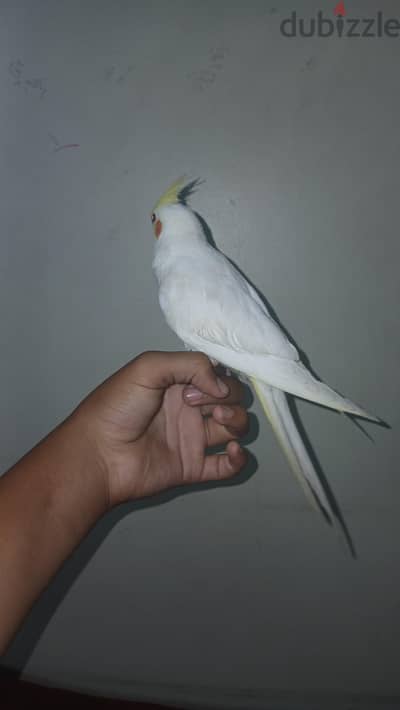 مدينة نصر