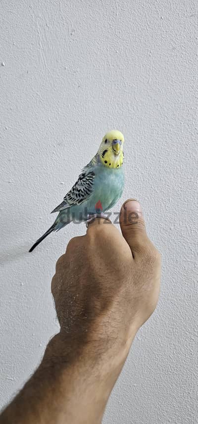 ذكر بادجي تأكيل يدوي اليف