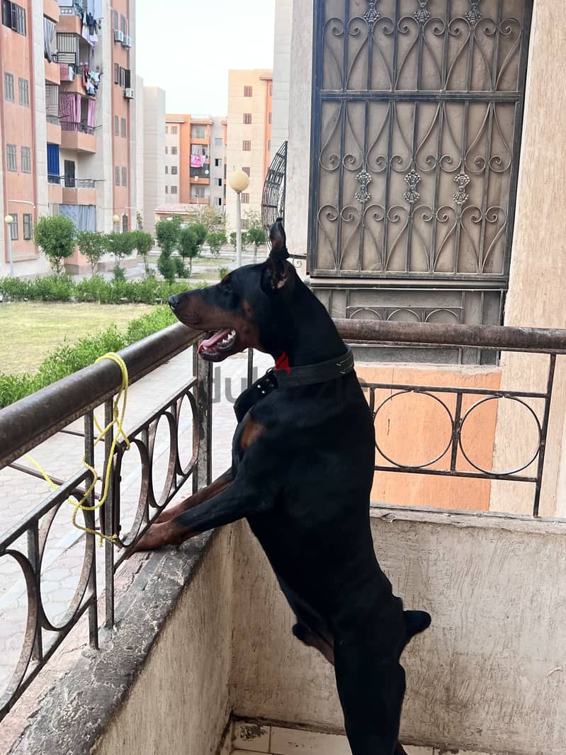 Doberman dog 1