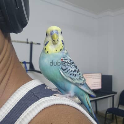 ذكر بادجي مروض