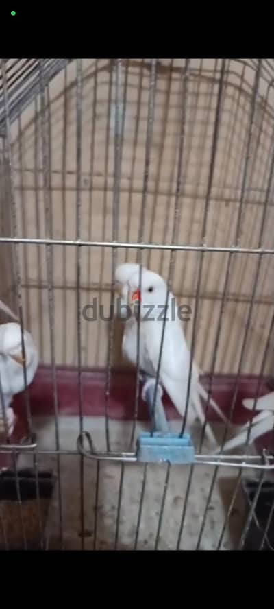 عصافير بينو عين حمرا شغاله
