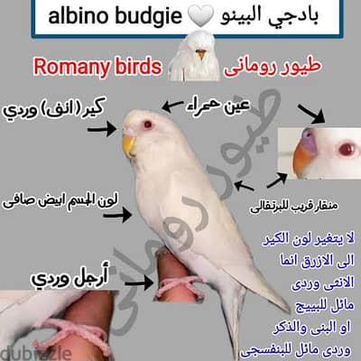 مطلوب دكر استراليا البينو عين حمرا