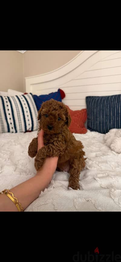 Teacup poodle